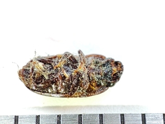 Glischrochilus grandis