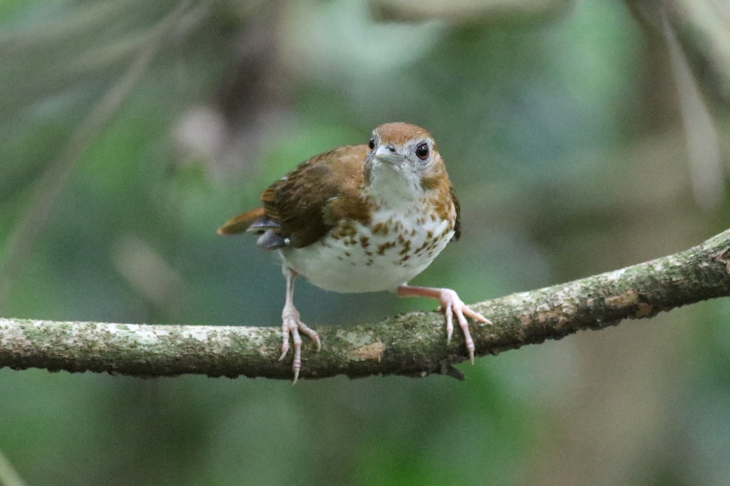 Thrush Babbler