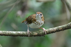 Illadopsis turdina