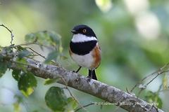 Batis capensis capensis