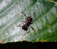 Polyrhachis rufipes