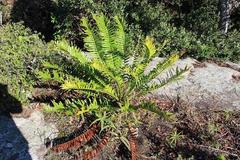 Encephalartos natalensis