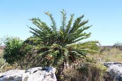 Encephalartos natalensis