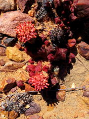 Crassula pyramidalis