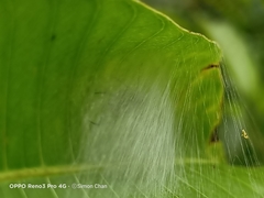 Bijoaraneus mitificus