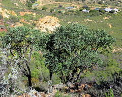 Cussonia paniculata paniculata
