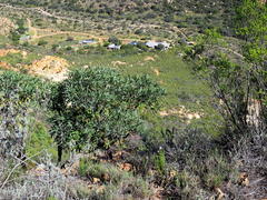 Cussonia paniculata paniculata