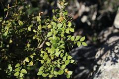 Cryptocarya wyliei