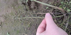 Water Parsnip (Sium latifolium)