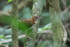 Illadopsis turdina