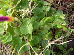 Oxalis imbricata violacea