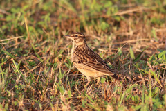 Galerida modesta