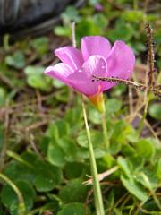 Oxalis imbricata violacea