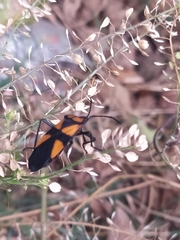 Oncopeltus orourkeae