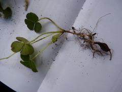 Oxalis imbricata violacea