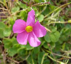 Oxalis imbricata violacea