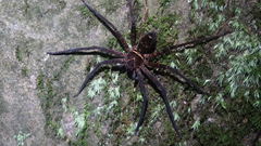 Heteropoda simplex