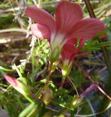 Oxalis pendulifolia