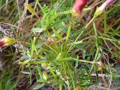 Oxalis pendulifolia