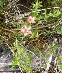 Oxalis pendulifolia