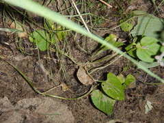 Viola sacchalinensis