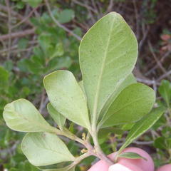 Searsia lucida lucida