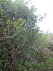 Searsia lucida lucida