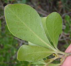 Searsia lucida lucida