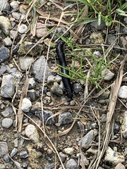 Haemopis sanguisuga