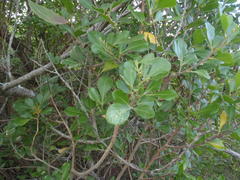 Searsia lucida lucida