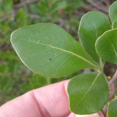 Searsia lucida lucida