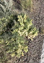 Astragalus allochrous