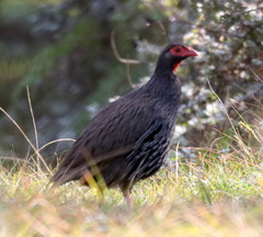 Pternistis afer castaneiventer