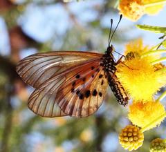 Acraea burni