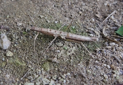 Neohirasea