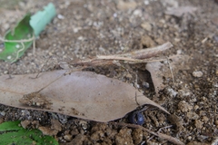 Neohirasea
