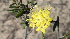 Phebalium stenophyllum