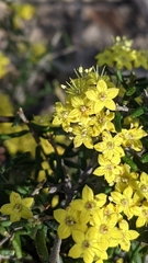 Phebalium stenophyllum