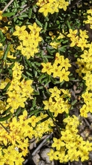 Phebalium stenophyllum