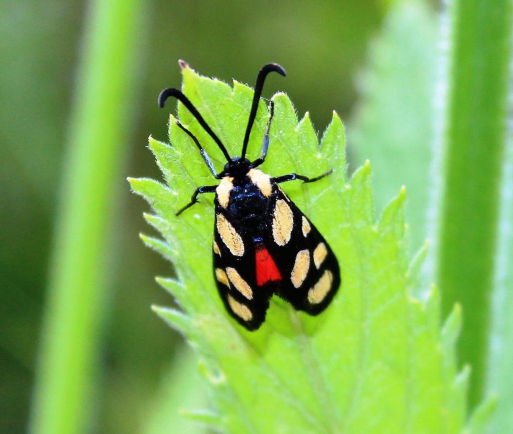 Orange-spotted Burnet