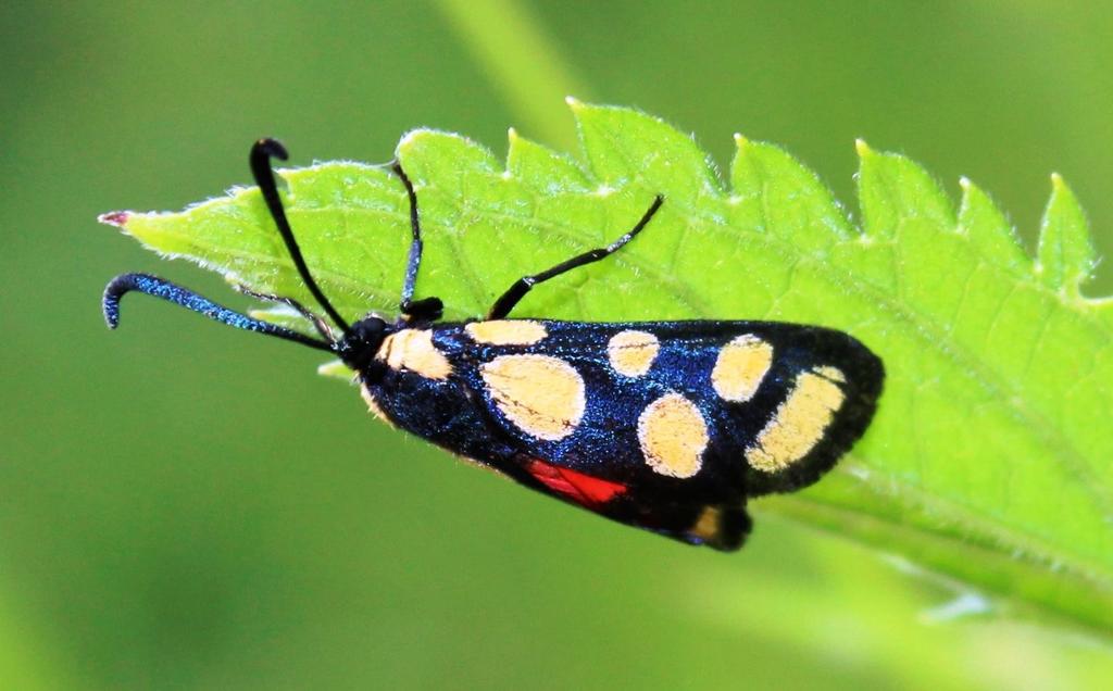 Praezygaena