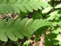Chirosia filicis