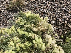 Astragalus allochrous