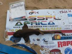 Haploblepharus fuscus