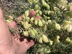 Astragalus allochrous