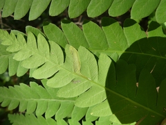 Chirosia filicis