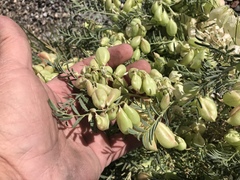 Astragalus allochrous