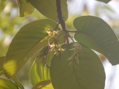 Dipterocarpus