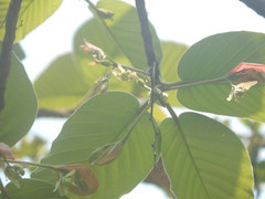 Dipterocarpus