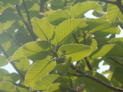 Dipterocarpus